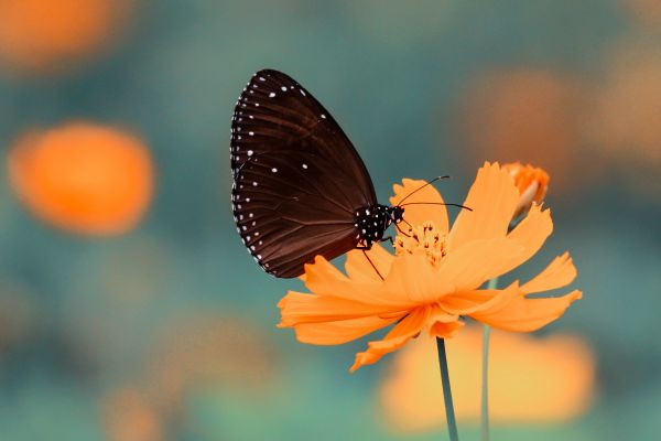 Natur,Flügel,Pflanze,Fotografie,Blume,Blütenblatt