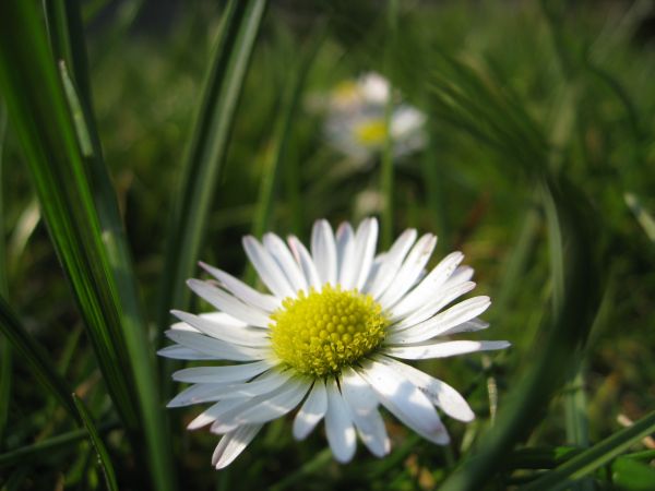 自然, 花, 工場, フィールド, 草原, 草