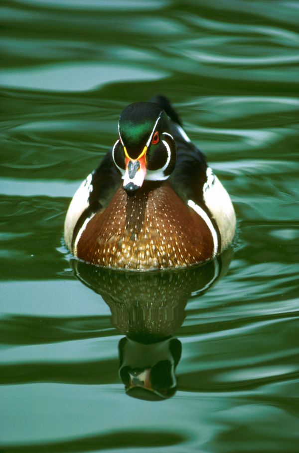 Wasser, Natur, Vogel, Tierwelt, Blume, Teich