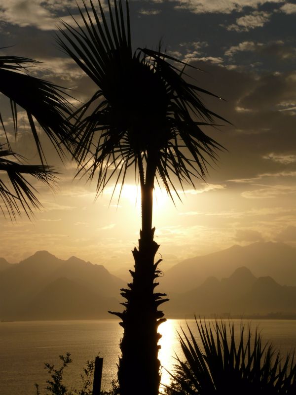 sea,tree,nature,horizon,silhouette,ocean