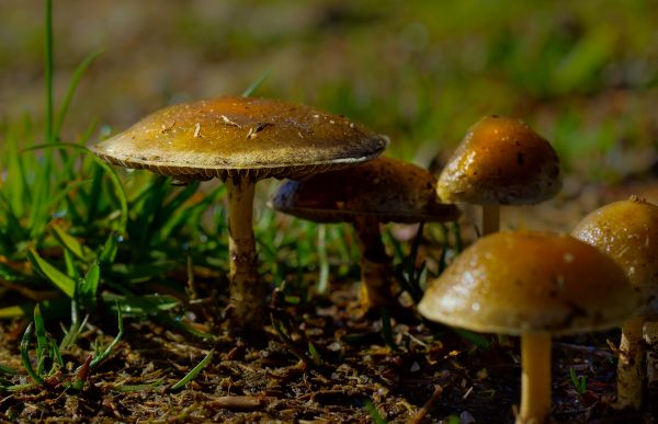 la nature,forêt,photo,l'automne,champignon,flore