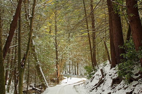 arbre,la nature,forêt,région sauvage,branche,neige