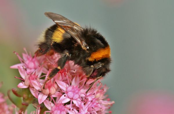 natur, blomma, vinge, växt, blomma, kronblad