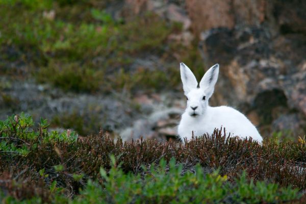 natuur,gras,wit,weide,dier,wildlife