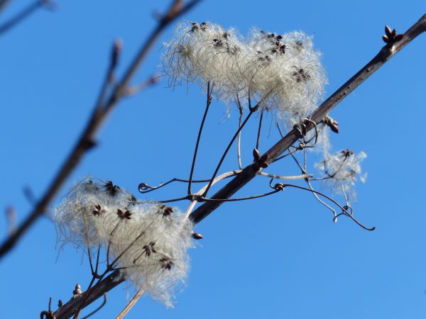 arbre, la nature, branche, fleur, neige, hiver