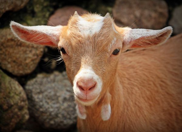 natura,ragazzo,animale,carina,natura,capra