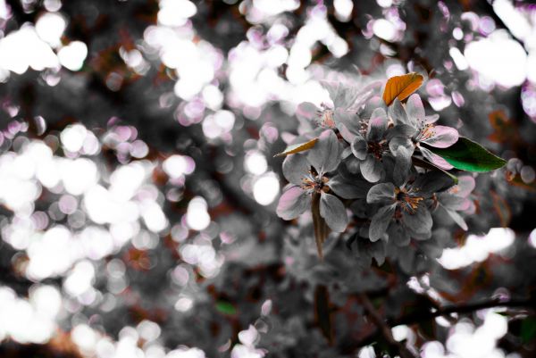 tree,branch,blossom,plant,leaf,flower