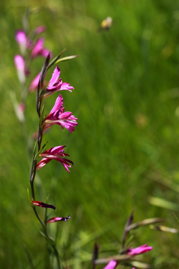 Natur,Gras,blühen,Pflanze,Wiese,Blatt