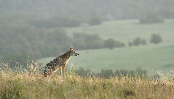 zver a rastlinstvo,cicavec,kojot,fauna,svitanie,prérie