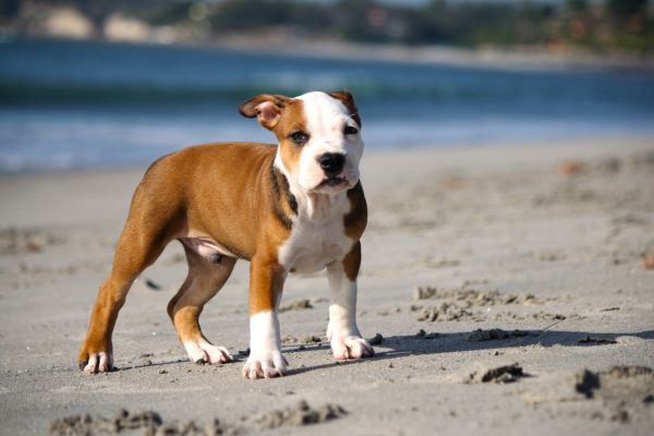 valp,hund,djur-,söt,strand,sand