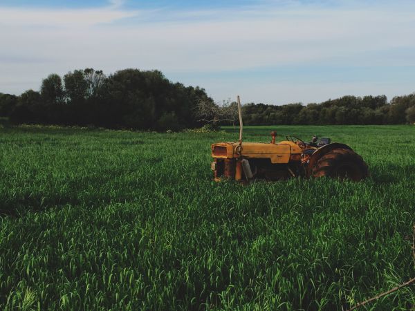 fű,növény,traktor,mező,Farm,gyep