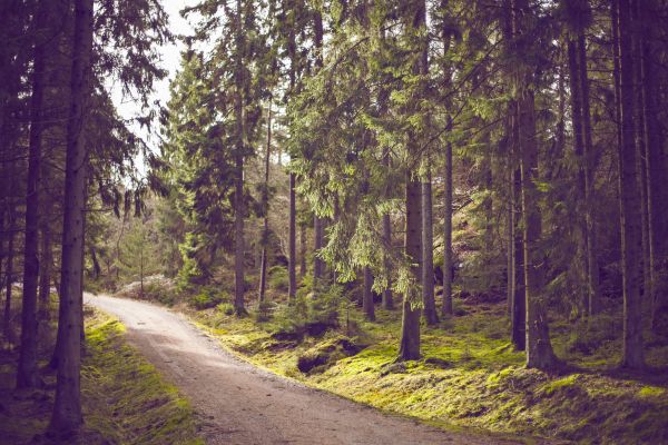 træ,natur,Skov,sti,ødemark,plante