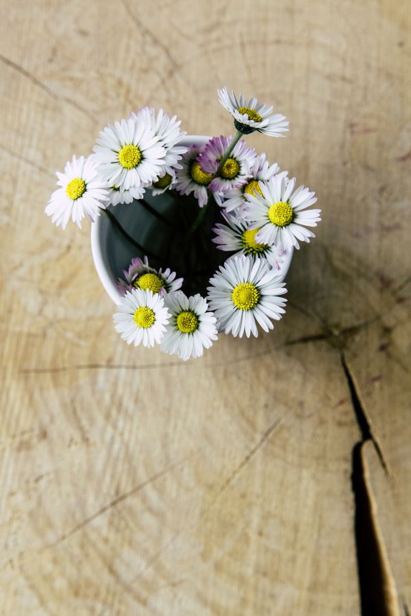 fleur, plante, bois, blanc, fleur, table