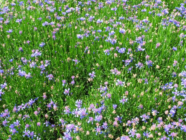 plante,champ,Prairie,fleur,haute,modèle