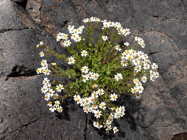 natur,blomma,växt,blomma,ört,botanik