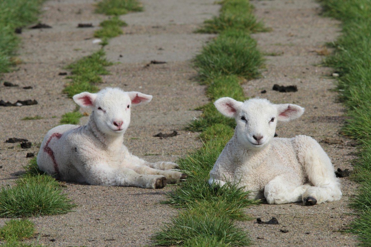 animal, cute, goat, pasture, sheep, mammal, fauna, lamb, mountain goat, goats, animals, vertebrate, sheeps, lambs, passover, sch fchen, deichschaf, dike sheep, cow goat family, easter sheep