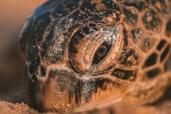 nisip,animale sălbatice,broasca testoasa,broască țestoasă,târâtoare,a închide