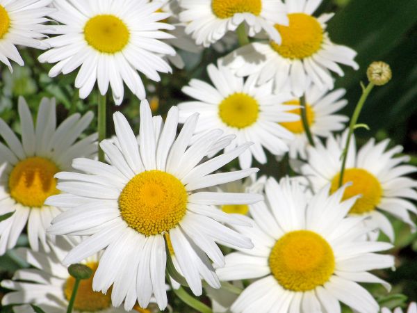 plantă, alb, lumina soarelui, floare, petală, floral