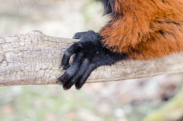 Bokeh, Füße, niedlich, Tierwelt, Zoo, Pelz