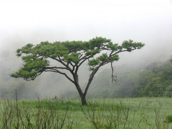 peisaj,copac,natură,pădure,iarbă,ramură