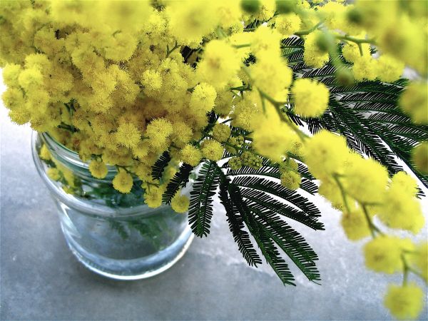 árbol,rama,planta,hoja,flor,Fruta