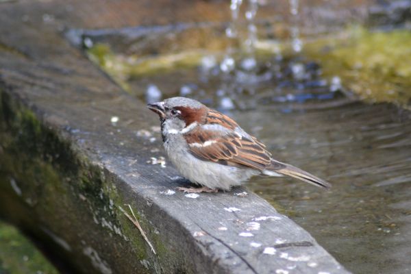 自然, 鳥, 動物, 野生動物, 嘴, 庭園