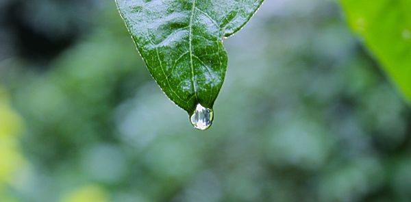 水,自然,草,ブランチ,ドロップ,露