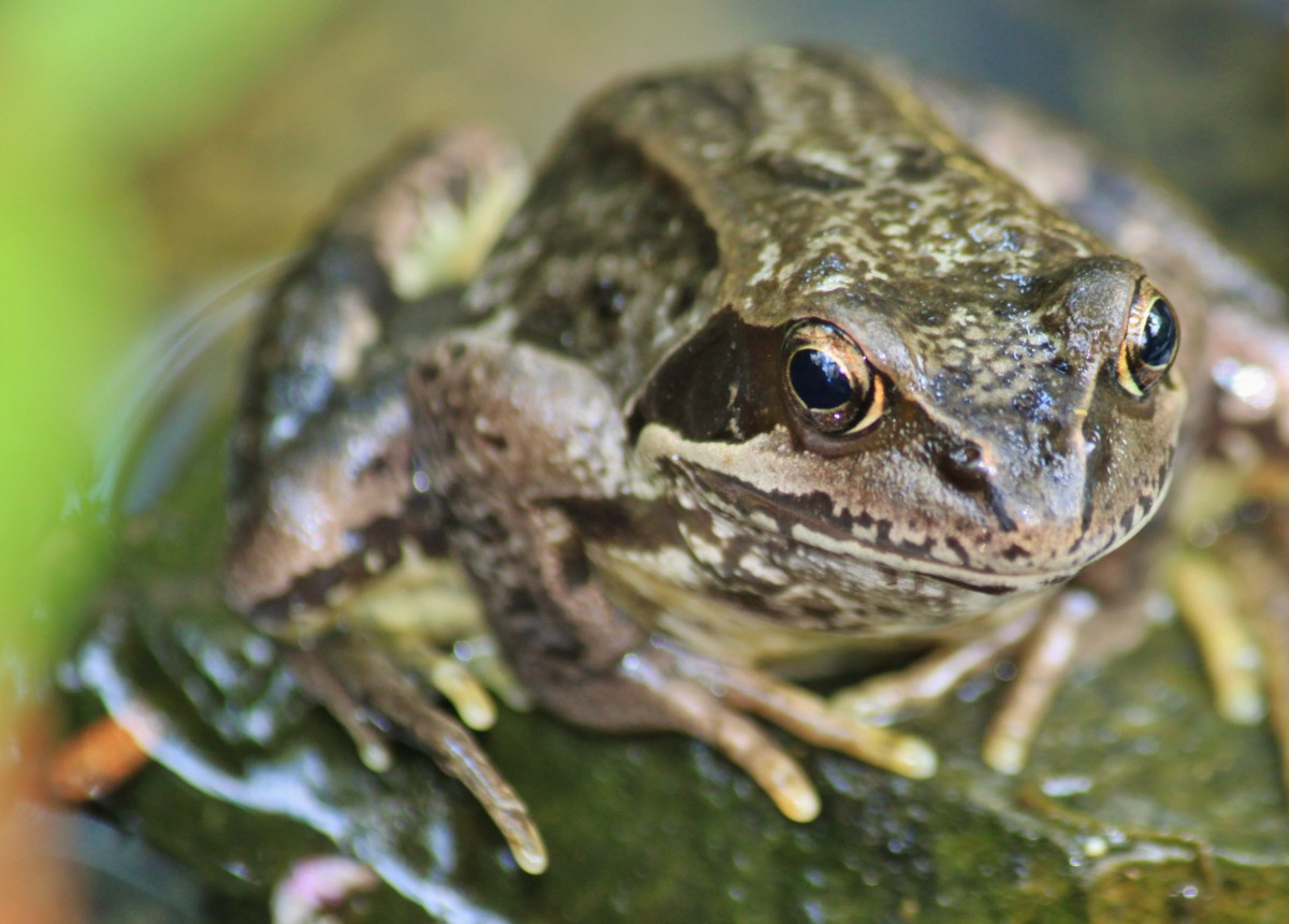 alam, hewan, margasatwa, hijau, biologi, katak, katak, amfibi, dekat, fauna, merapatkan, mata, bertulang belakang, makhluk, fotografi makro, kolam taman, katak kolam, hewan akuatik, penduduk pond, kintel, Ranidae, emydidae