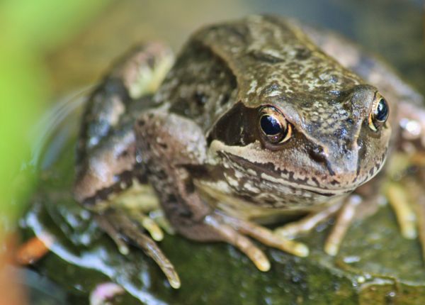 natura, animale, natura, verde, rana, biologia