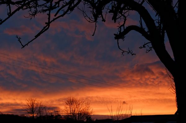 Baum, Natur, Wolke, Himmel, Sonnenaufgang, Ast