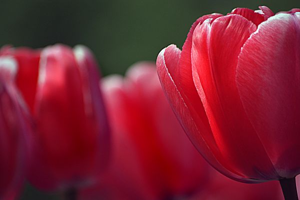 plantar,fotografia,flor,pétala,tulipa,Primavera