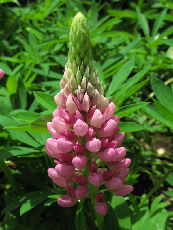 plante,fleur,haute,botanique,rose,flore