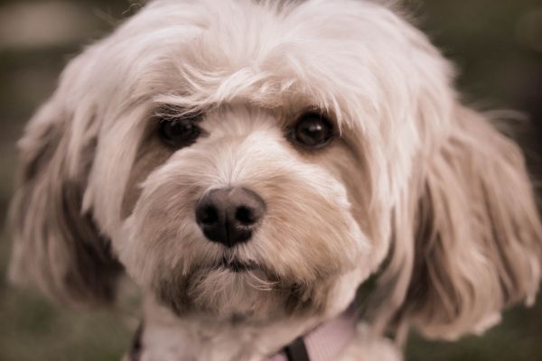 puppy,hond,zoogdier,gewerveld,hondenras,Lhasa Apso