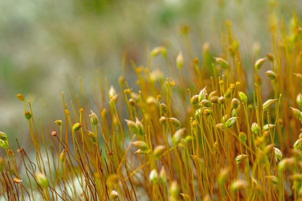 landskap, natur, gress, gren, dugg, anlegg