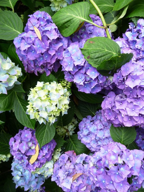 blossom,plant,white,leaf,flower,purple