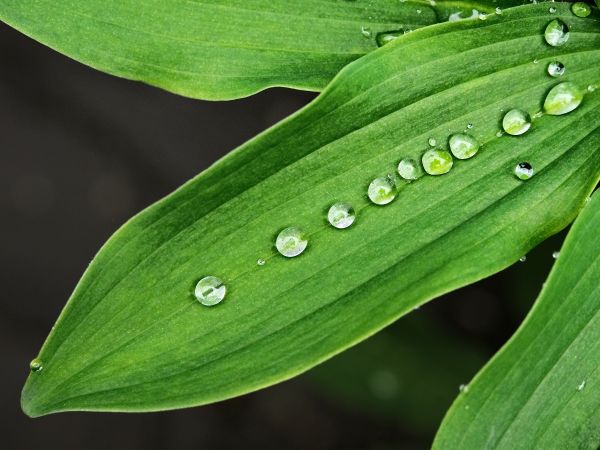 vatten,natur,växt,regn,blad,runda