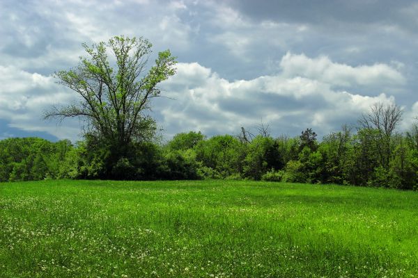 landschap,boom,natuur,Bos,gras,wolk