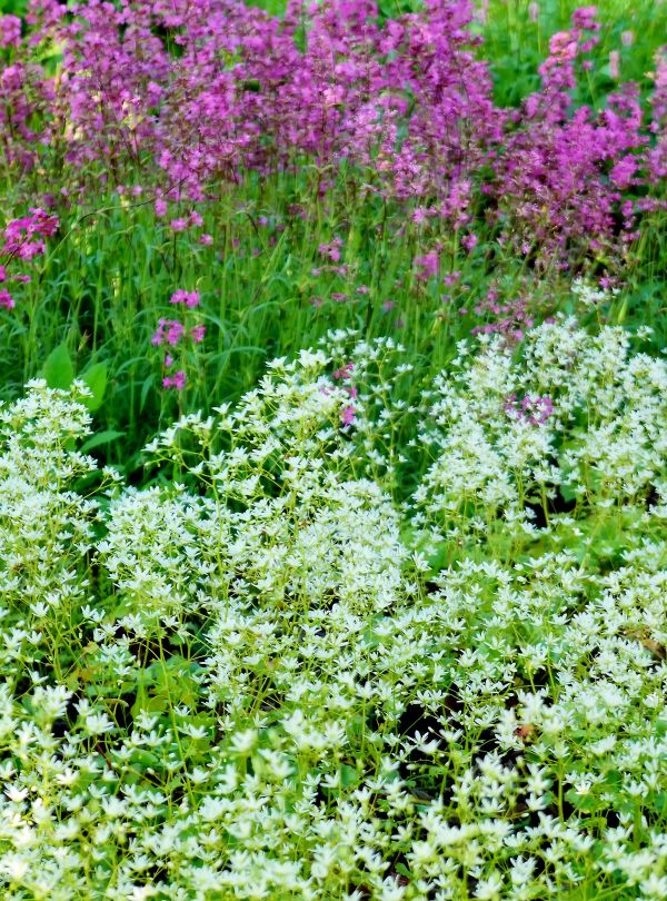 menanam, padang rumput, bunga, taman, putih, herba