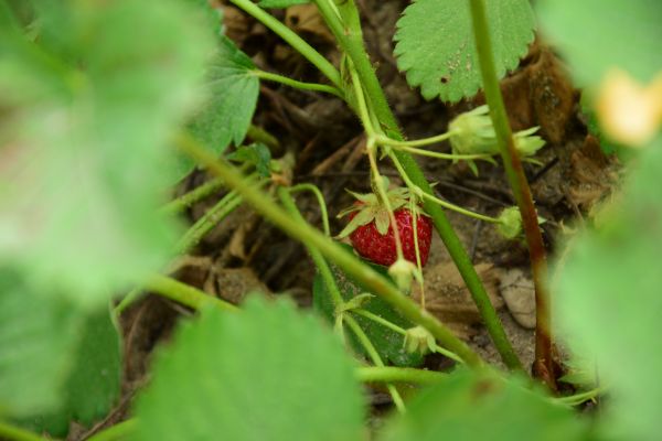 natur, anlegg, frukt, søt, blad, felt