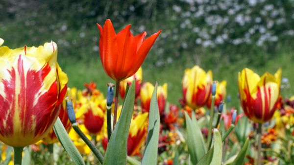 Natur, blühen, Pflanze, Blume, Wiese, Blatt