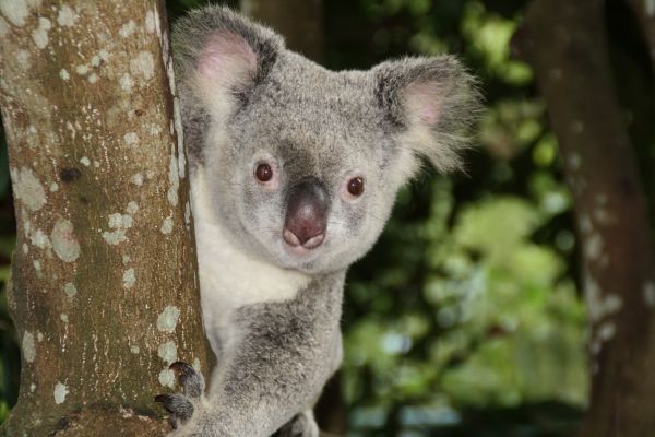 野生動物,動物園,哺乳類,アポウム,動物相,オーストラリア