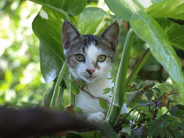 pohon, manis, bunga, hewan, imut, putih