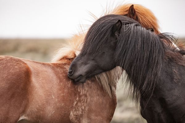 animal,caballo,mamífero,semental,melena,Islandia