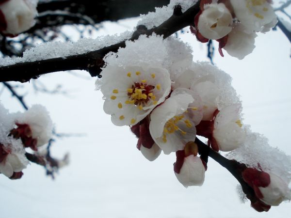 afdeling,blomst,sne,vinter,plante,kold