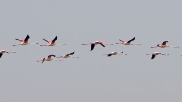 fågel, vinge, flock, flamingo, fauna, ryggradsdjur