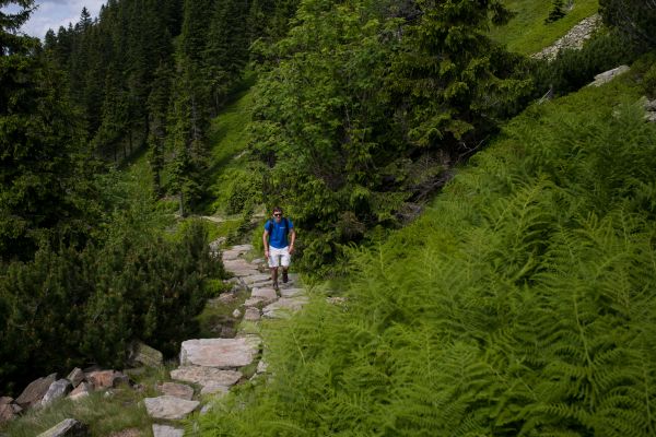 krajobraz,drzewo,Natura,las,ścieżka,na wolnym powietrzu