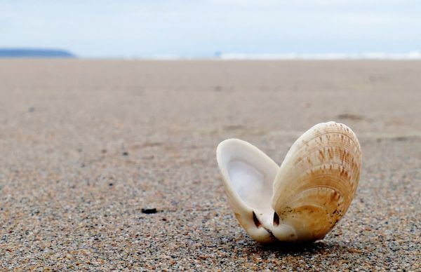 beach, sea, coast, water, nature, sand