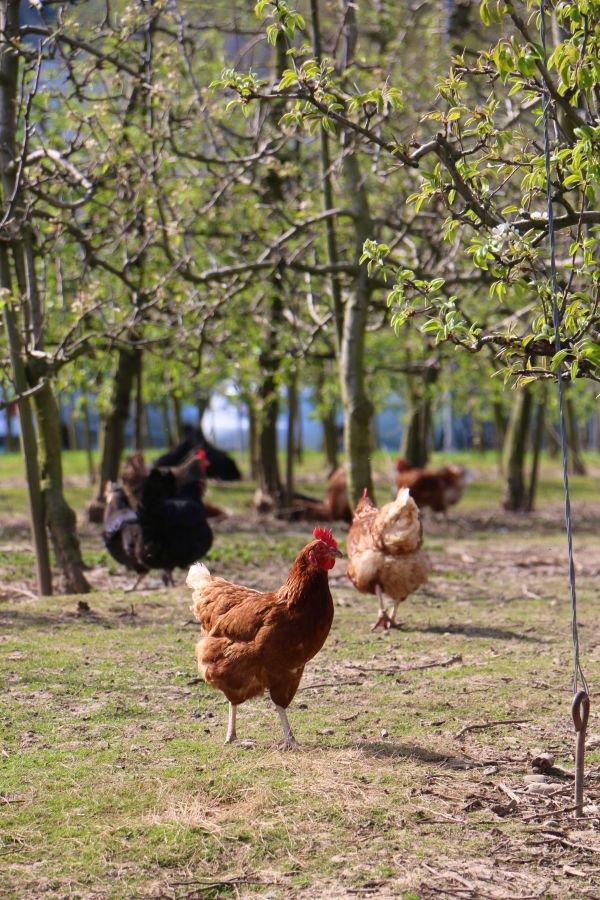 กลางแจ้ง,นก,มีสุขภาพดี,ไก่,ฟาร์ม,สัตว์ป่า