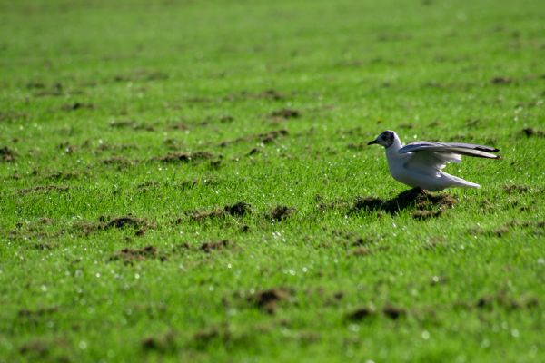 alam, rumput, burung, bidang, halaman rumput, padang rumput