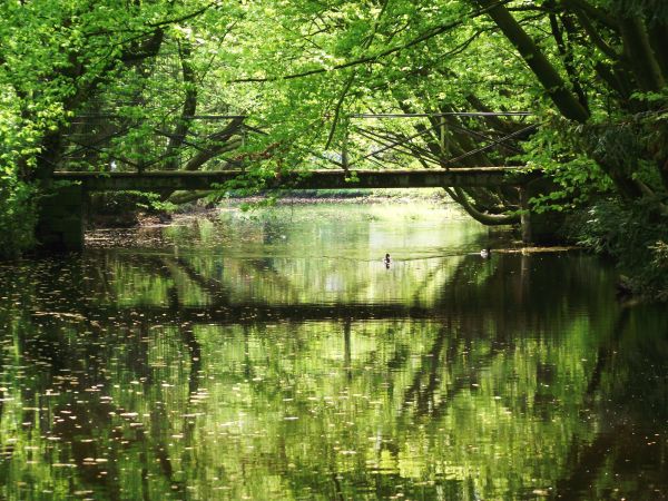 paysage, arbre, eau, la nature, forêt, ruisseau